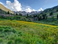 Wildflowers, American Basin, San Juan Mountains, CO