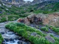 Wildflowers, American Basin, San Juan Mountains, CO