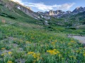 Wildflowers, American Basin, San Juan Mountains, CO