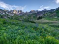 Wildflowers, American Basin, San Juan Mountains, CO