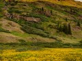 Wildflowers, American Basin, San Juan Mountains, CO