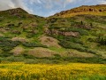 Wildflowers, American Basin, San Juan Mountains, CO