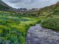 Wildflowers, American Basin, San Juan Mountains, CO