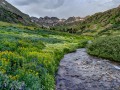 Wildflowers, American Basin, San Juan Mountains, CO