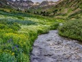 Wildflowers, American Basin, San Juan Mountains, CO