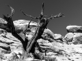 canyonlands-bw-0491