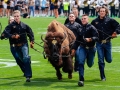 September 7, 2019:  Colorado mascot Ralph the Buffalo runs on the field prior to the game against Nebraska at Folsom Field in Boulder, CO. Colorado came from behind to defeat Nebraska 34-31 in OT. Derek Regensburger/CSM.