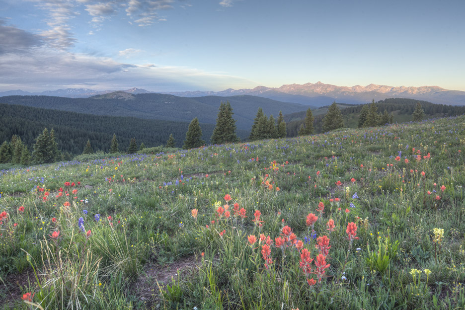 shrine pass wildflowers