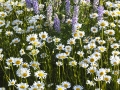 Steamboat Lake Daisies