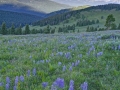 Shrine Pass Lupine