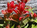 American Lakes Paintbrush