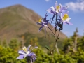 American Lakes Columbine