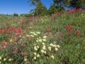 dumont lake wildflowers