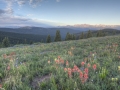 shrine pass wildflowers