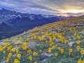 Alpine sunflowrs, Forest Canyon, Rocky Mountain National Park, CO