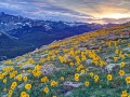 rocky mtn sunflowers