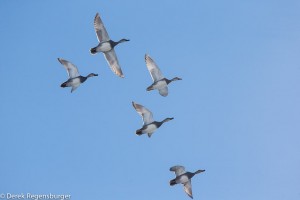 flying ducks