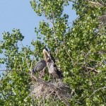 Mother heron feeding