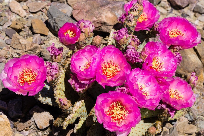 Cactus, Death Valley