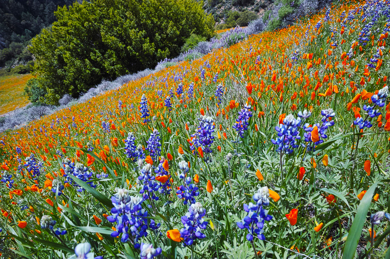 Mt Figueroa, wildflowers, California