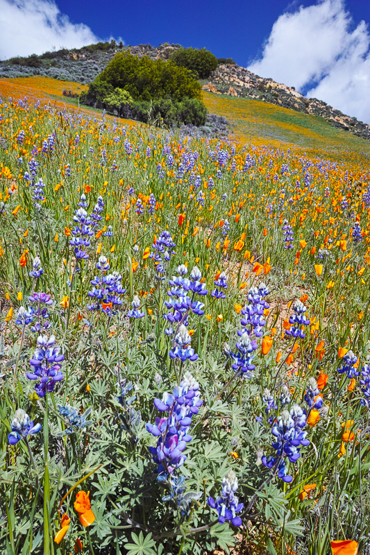 Mt Figueroa wildflowers