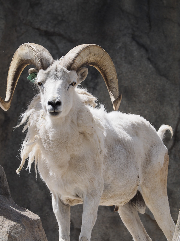 Denver zoo, Olympus 300 f4