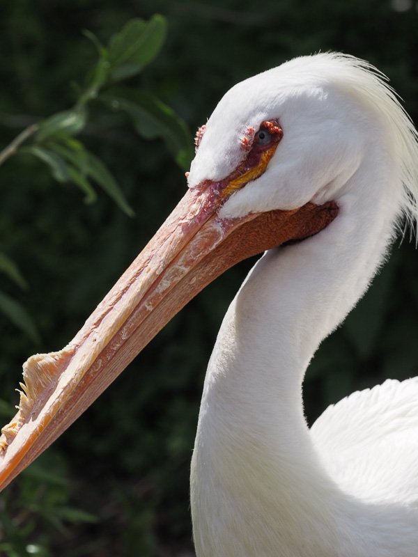 Denver zoo, Olympus 300 f4, white pelican