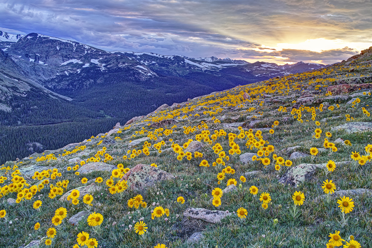 19 Unique Colorado Wildflowers from the Rocky Mountains: Visual