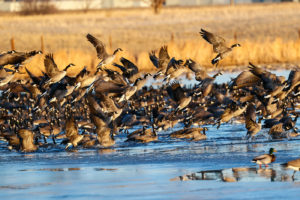 Canada Geese, Stearns Lake 2020