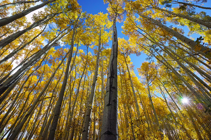 aspen, nature photography, fall color