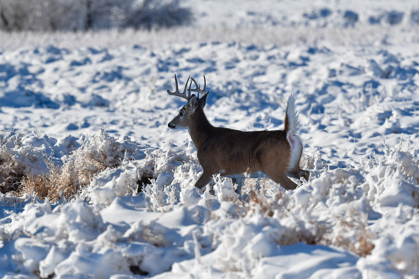 Snowy Rocky Mountain Arsenal Wildlife Refuge