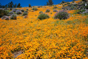 California Wildflowers 2023
