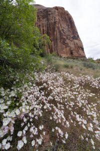 Moab Wildflowers 2023